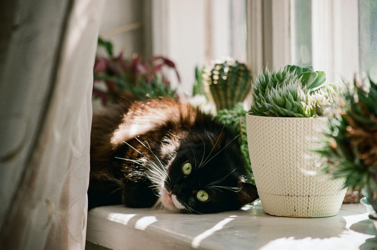 Spring is Coming! Pet-Friendly Flowers & Plants