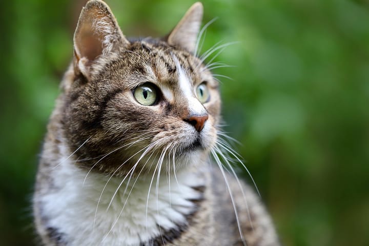 tabby cat in front of a green background
