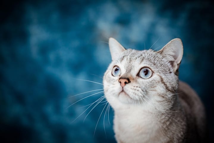 white tabby cat in front of blue background