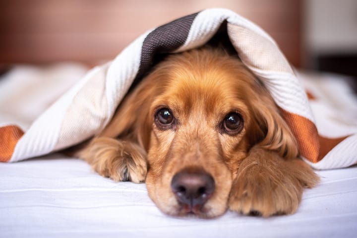 Cocker Spaniel dog lying in bed under a blanket