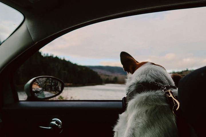 Corgi in the passenger seat looking out of the car window
