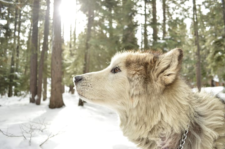 Husky in a snowy forest