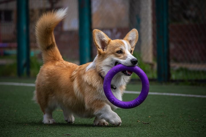 corgi playing outside with chew toy