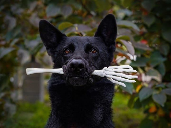 Black Shepherd dog with a toy skeleton hand