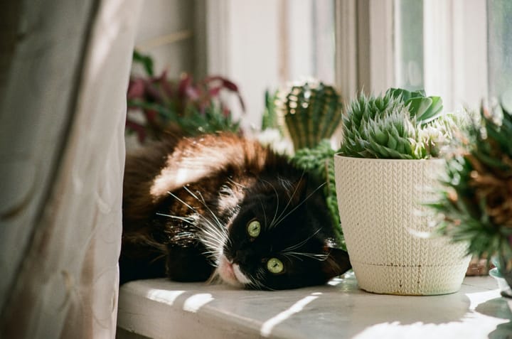old cat lying on the windowsill surrounded with potted plants